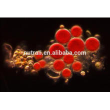 Naturaleza Haematococcus Pluvialis extracto / polvo de astaxantina